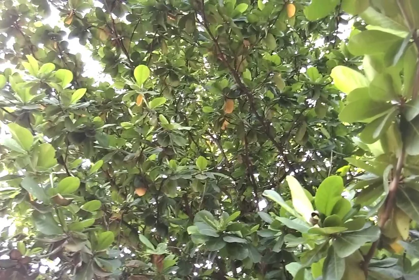 Azərbaycan badam əkin sahələrini artırır