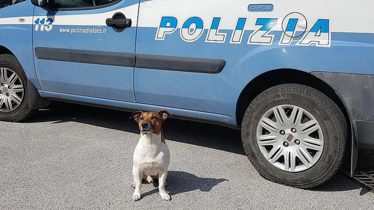İtaliya mafiyası polis itinin başına 5 min avro mükafat vəd edib - FOTO