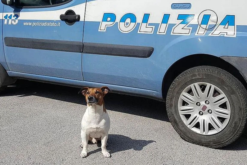 İtaliya mafiyası polis itinin başına 5 min avro mükafat vəd edib - FOTO