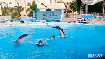 Qırmızı dəniz sahilindəki ecazkar və nadir gülləri ilə məşhur şəhərdən - REPORTAJ