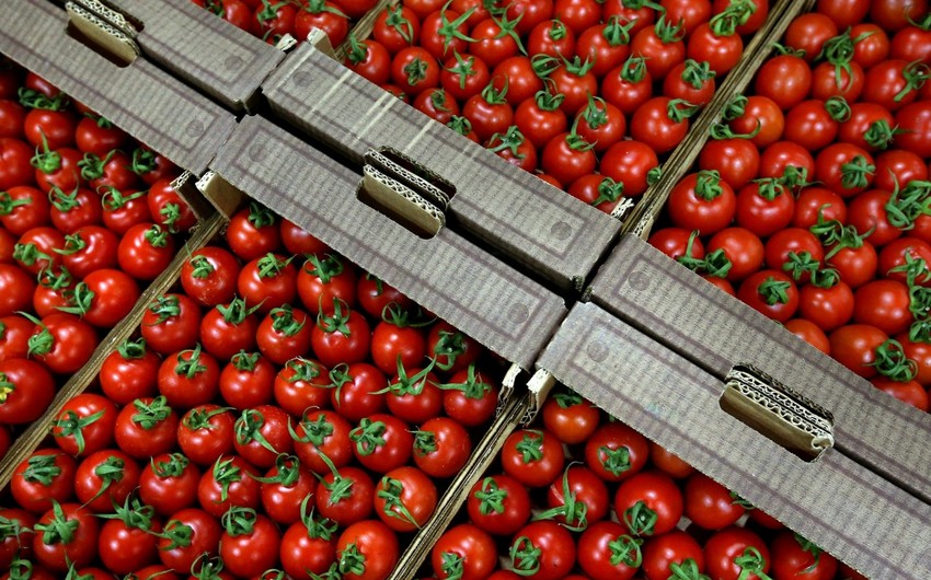 Azerbaijan exported 100,000 tons of tomatoes to Russia in 2016