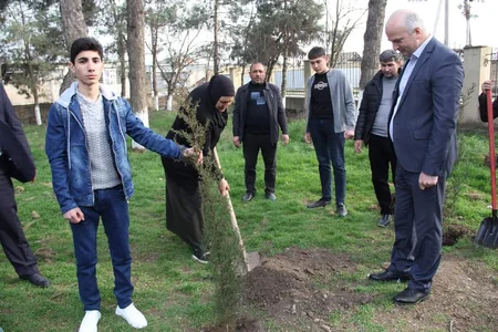 Cəlilabadda ağacəkmə aksiyası keçirilib