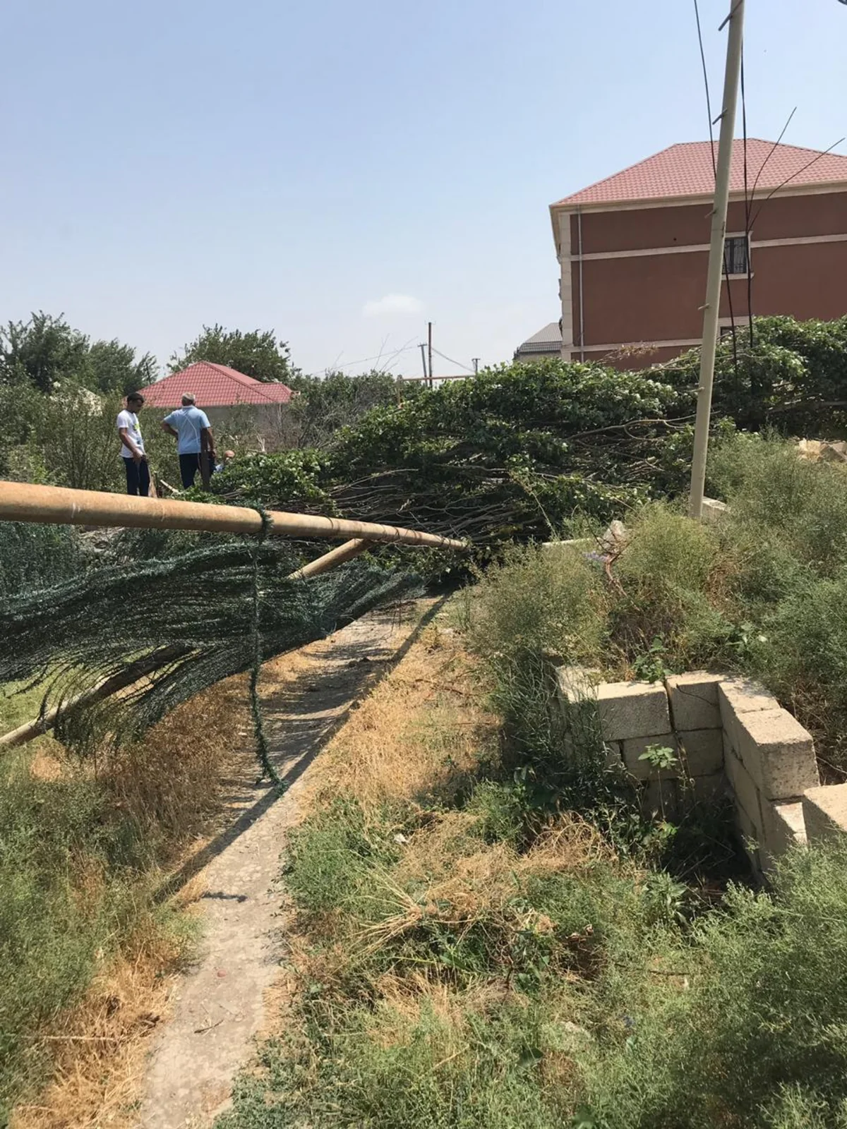 Güclü külək Abşeron rayonunda ağacı qaz xəttinin üzərinə aşırıb