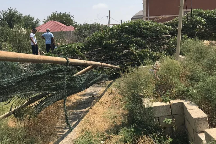 Güclü külək Abşeron rayonunda ağacı qaz xəttinin üzərinə aşırıb