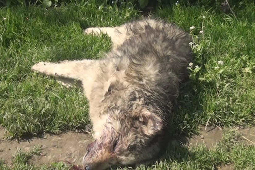 ​Şəkidə qadını it dişləyib - FOTO