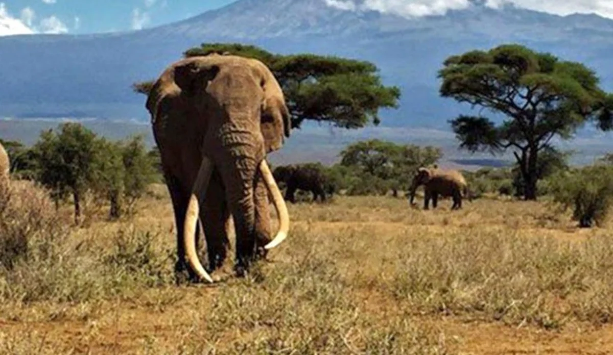 В Африке умер слон с самыми длинными бивнями