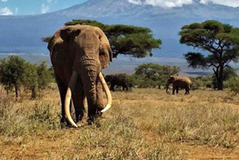 В Африке умер слон с самыми длинными бивнями