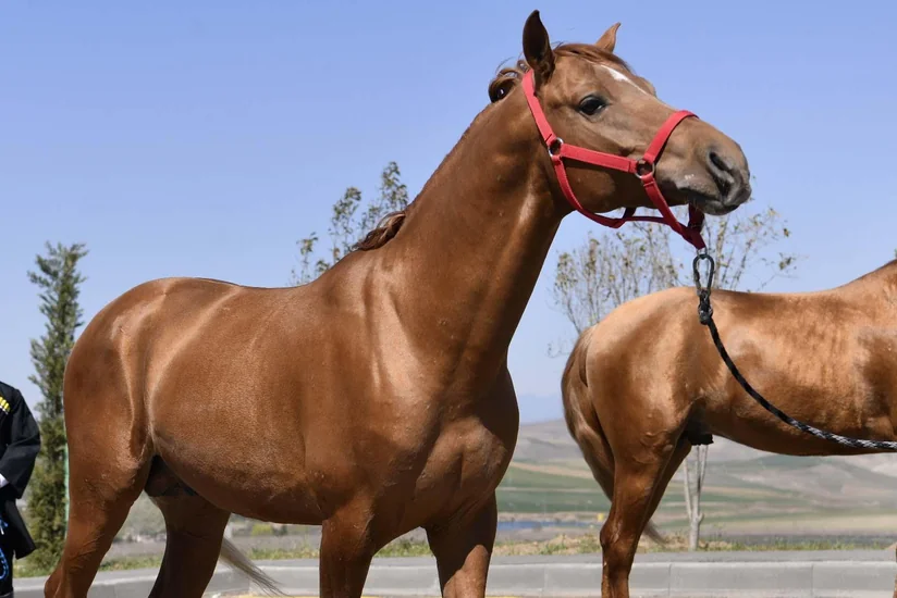 В Азербайджане создан банк биоматериалов карабахских коней