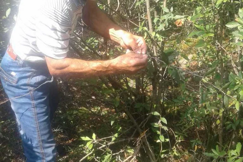 Oğuzda ağaclara peyvənd calaqların vurulması aksiyası keçirilib