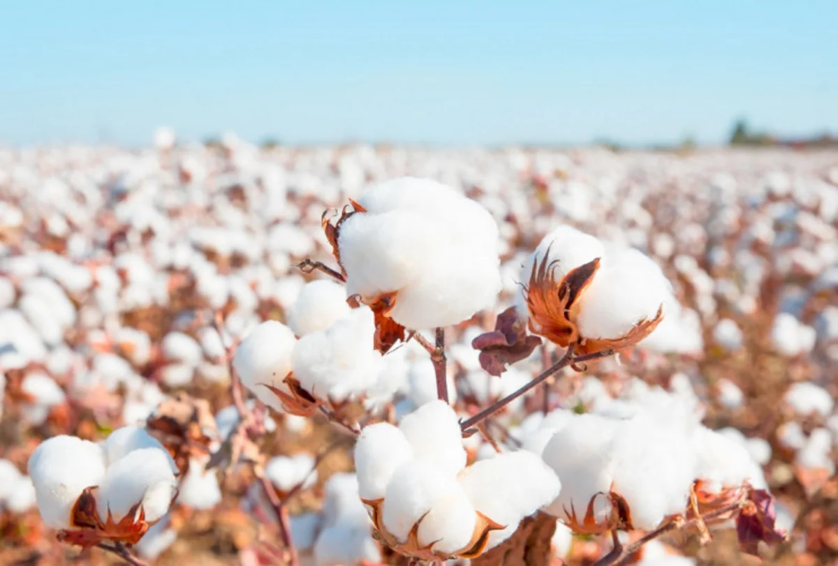 Azərbaycan “Better Cotton Initiative” üzvlük əldə edə bilər