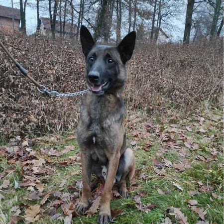 ABŞ Azərbaycana daha 5 minaaxtaran it verib