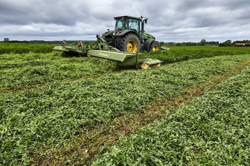 Biləsuvarda yonca biçini davam edir, ot bağlamasının qiyməti bahalaşıb
