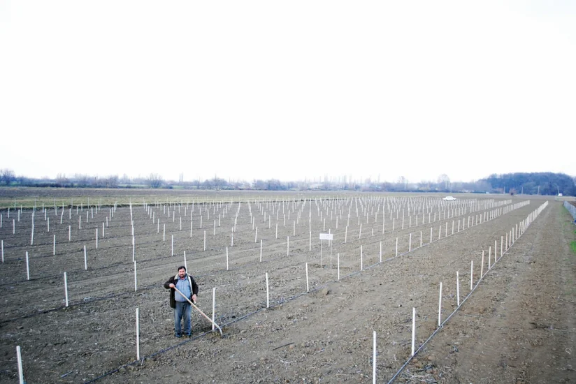 Daha 250 aztəminatlı ailə üçün intensiv meyvə bağları salınır