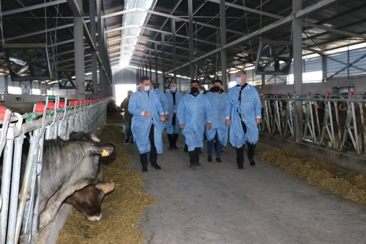 Gürcüstanda dövlət dəstəyi ilə Marneulidə yeni ferma açılıb