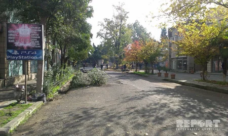 Lənkəranda aşan ağac şəhərin yarısını işıqsız qoyub - FOTO