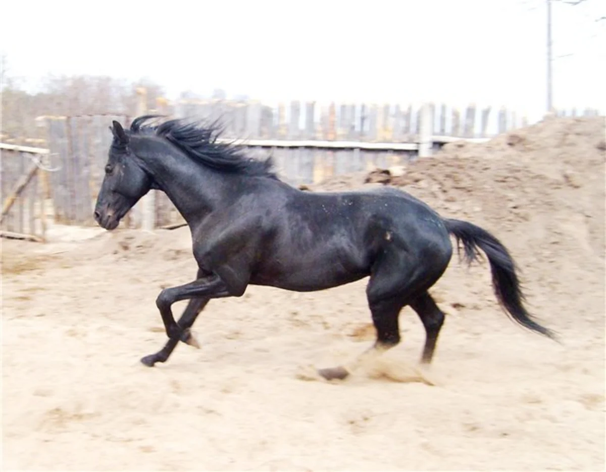 Azərbaycanda məktəblini at sürüyərək öldürüb