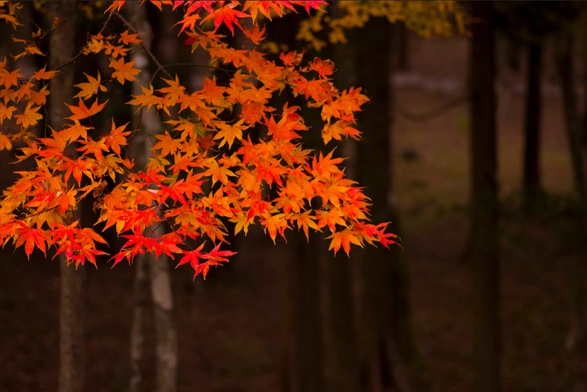 Climatologist: Current weather terms  will continue in Azerbaijan