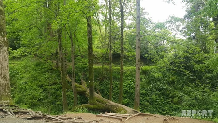 Батуми - жемчужина Черного моря, город с необычной архитектурой - РЕПОРТАЖ