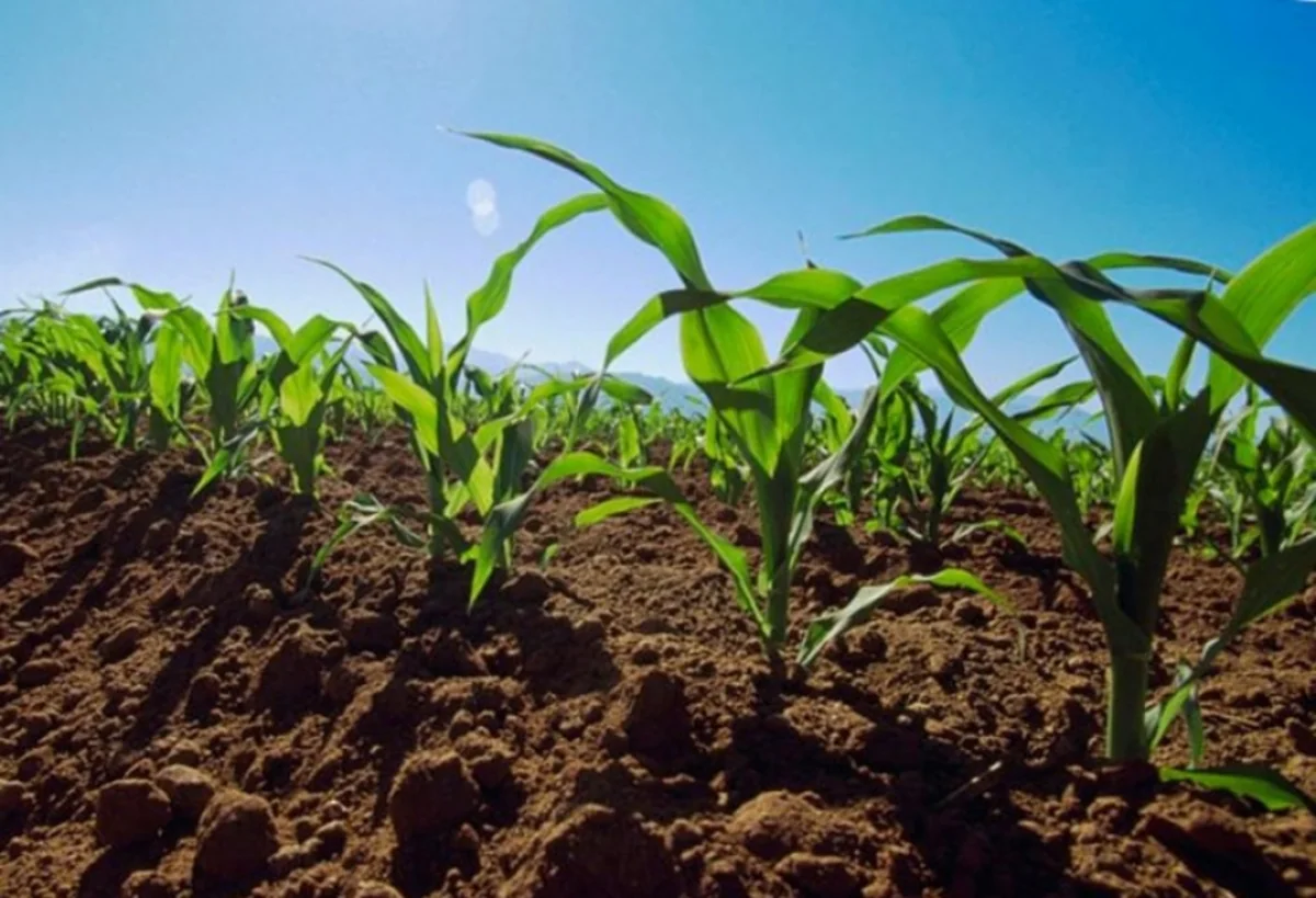 Biləsuvarda qarğıdalı sahələri iki dəfə artıb