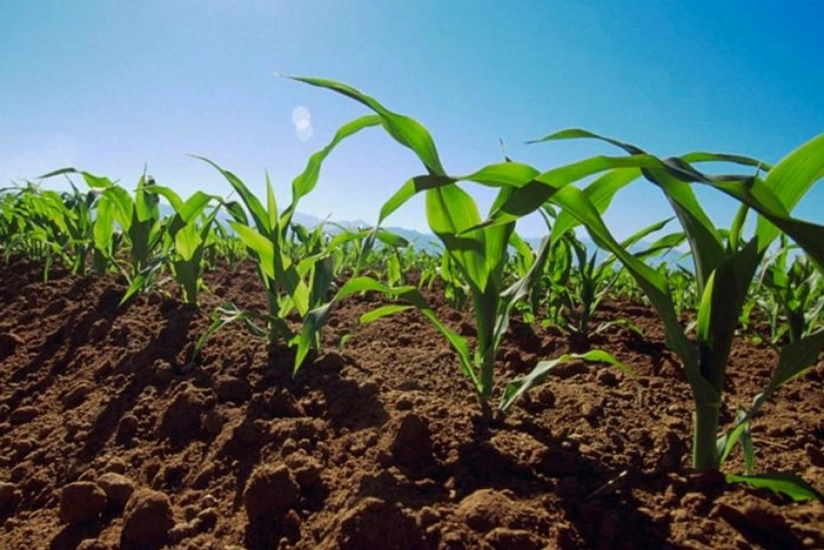 Biləsuvarda qarğıdalı sahələri iki dəfə artıb