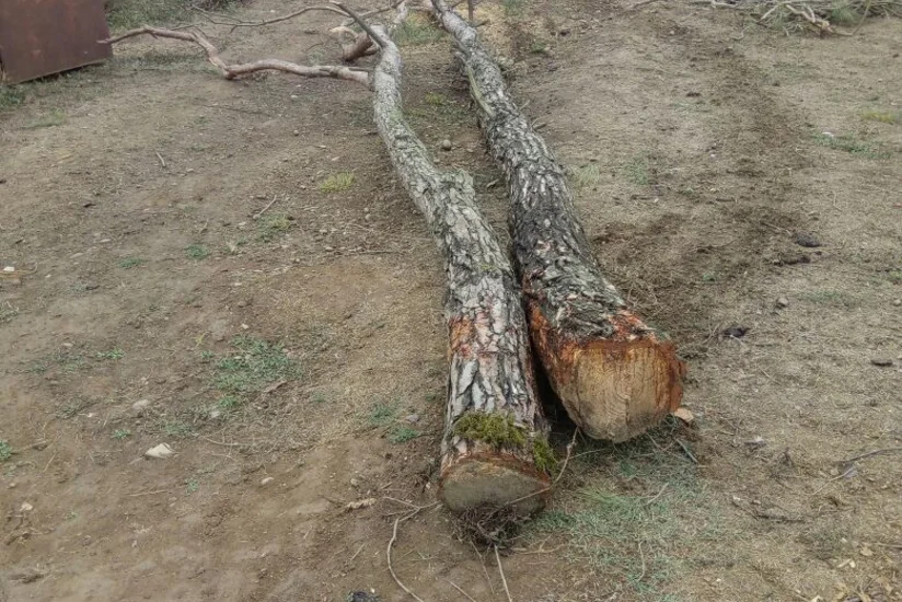 Lənkəranda qanunsuz olaraq 30 ağac kəsilib