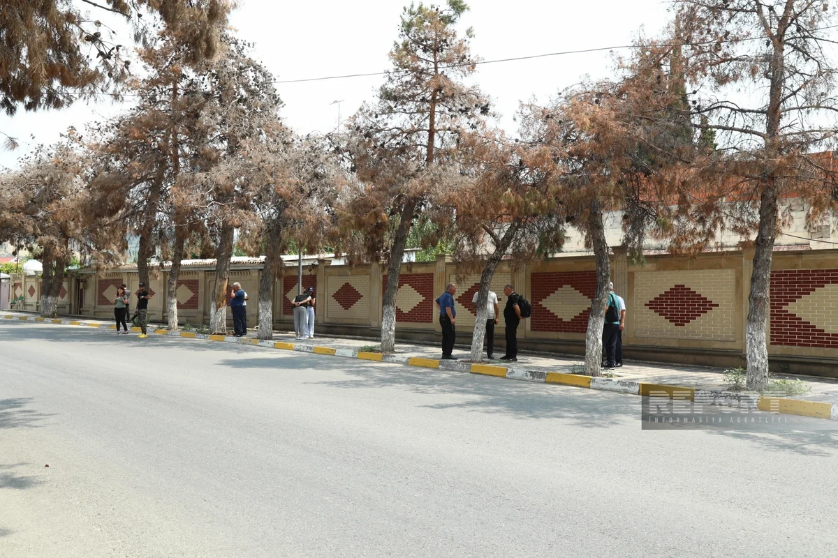 Qurumuş Eldar şamı ağaclarına baxış keçirilir