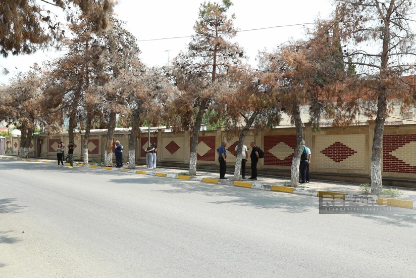 Qurumuş Eldar şamı ağaclarına baxış keçirilir