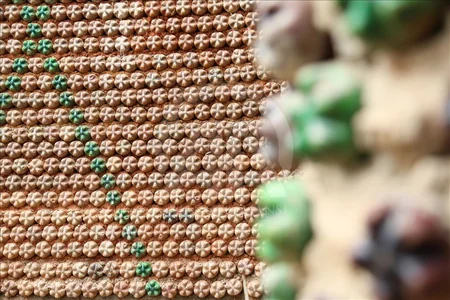 Nigeriyalı memar plastik butılkalardan ev tikib