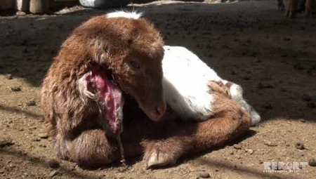 İmişlidə qeyri-adi quzu doğulub - FOTO