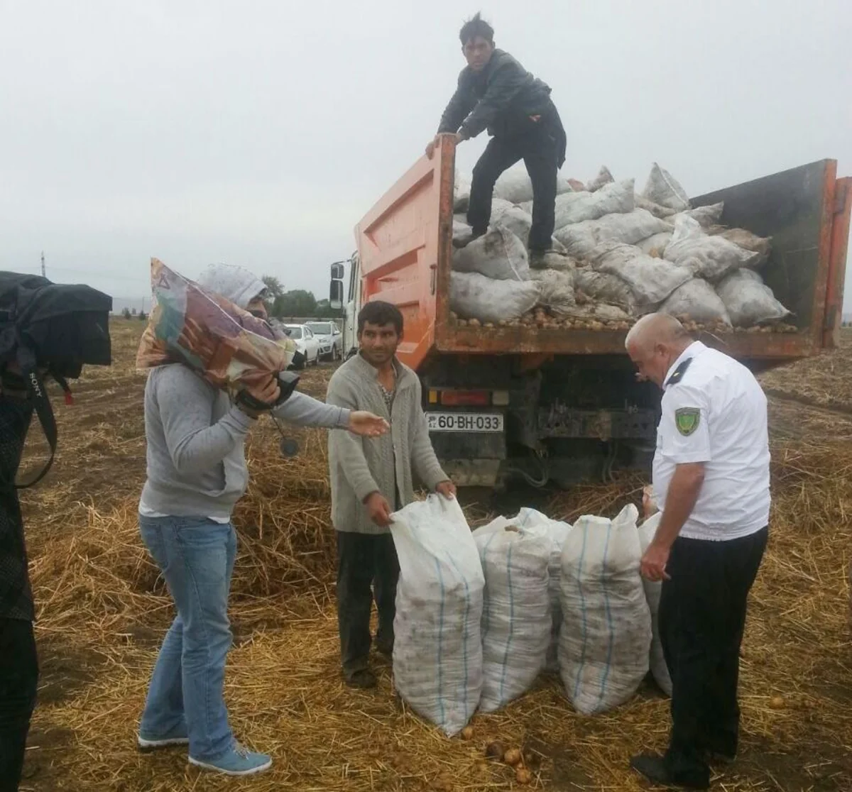 Şəmkirdə 12 ton kartof məhv edilib