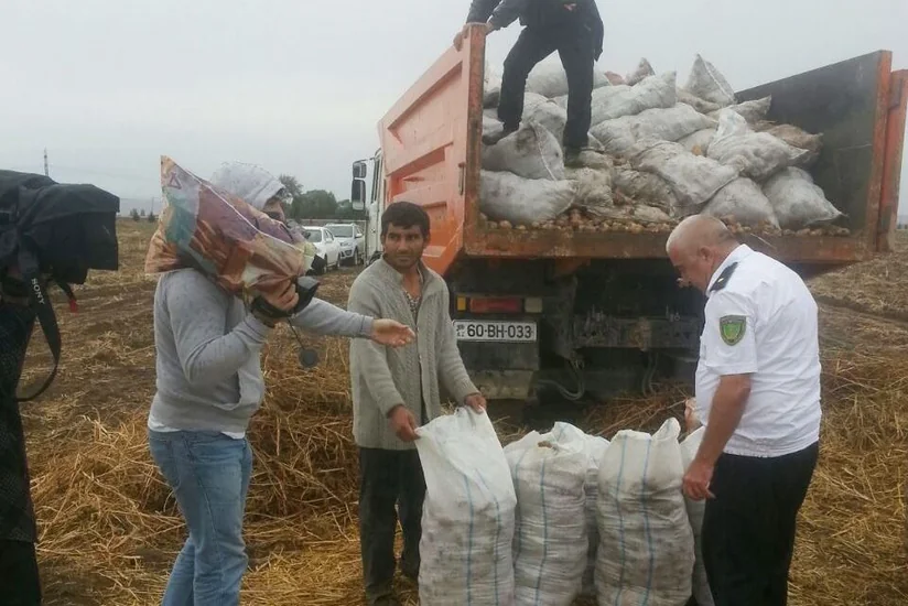 Şəmkirdə 12 ton kartof məhv edilib