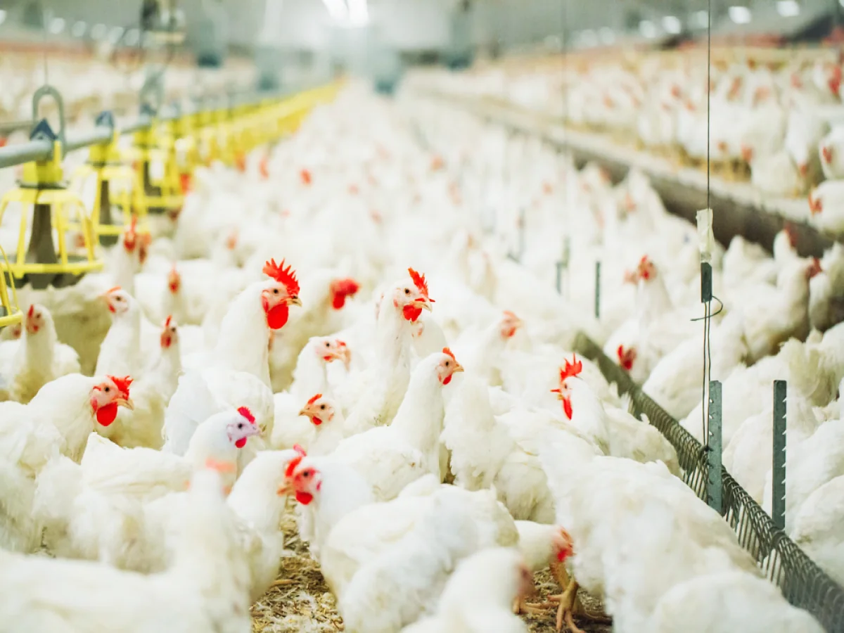 Azərbaycanın aparıcı broyler müəssisəsi iflas edib