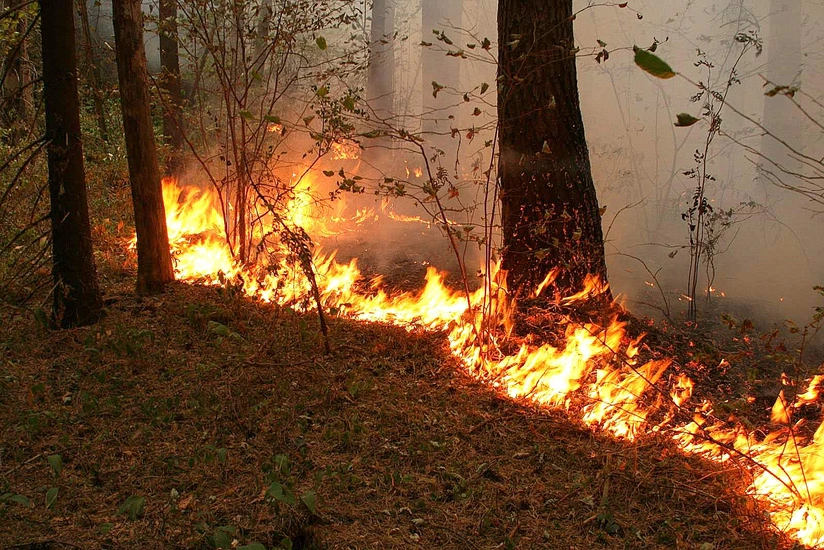 Five helicopters fighting forest fire in Izmir