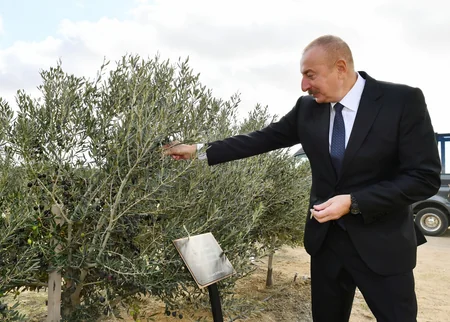 Prezident Zirədə zeytun emalı zavodunun açılışında iştirak edib - YENİLƏNİB