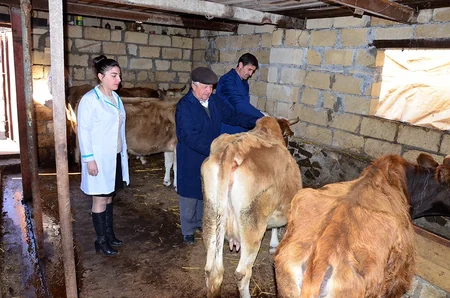 Daşkəsəndə epizootiya əleyhinə profilaktik tədbirlərə başlanılıb
