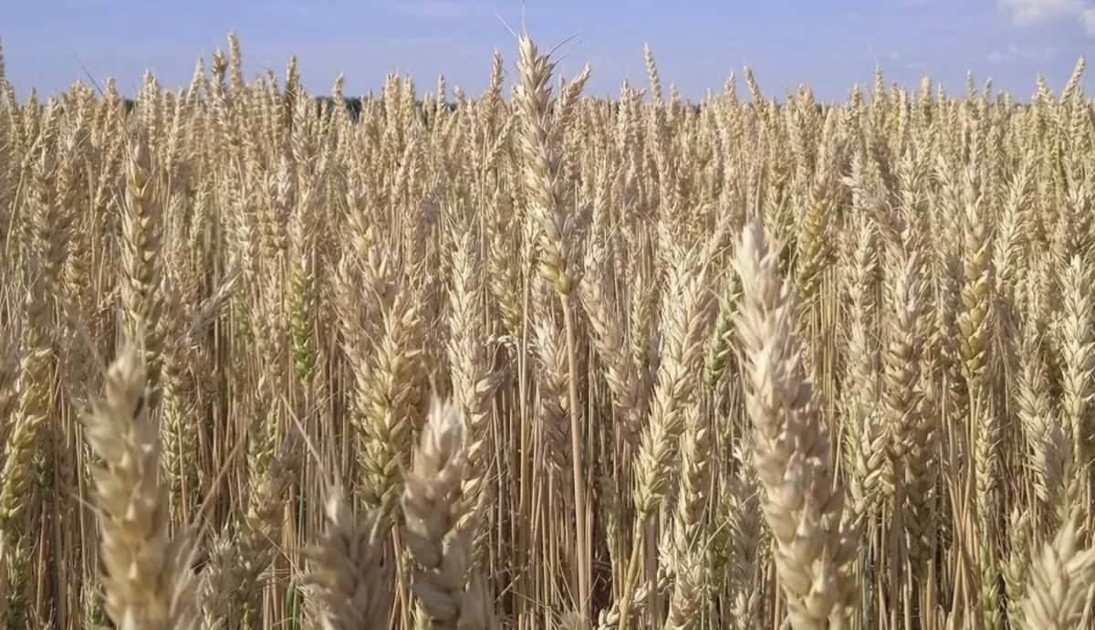 Эфиопия стала экспортером пшеницы в 2023 году