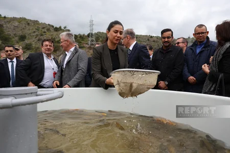 Xarici diplomatlar və hərbi attaşelər Laçında Həkəri çayına balıq körpələri buraxıblar - YENİLƏNİB-2