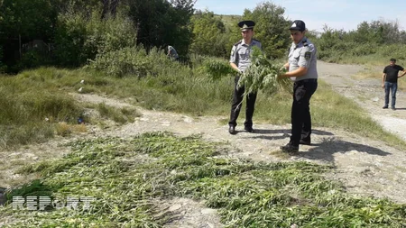 Ağsuda 1100 kiloqram çətənə kolu yandırılaraq məhv edilib - FOTO