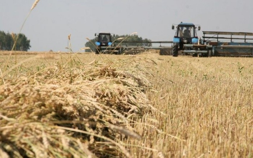 Azərbaycanda aqrar sektor 13% böyüyüb