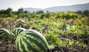 Azerbaijan boosts watermelon imports from China by 300 times
