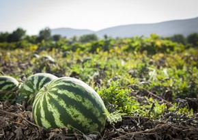 Azerbaijan boosts watermelon imports from China by 300 times