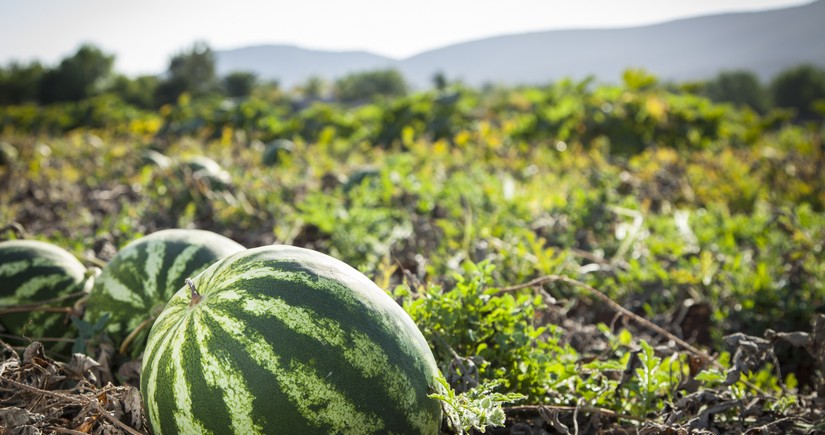 Azerbaijan boosts watermelon imports from China by 300 times