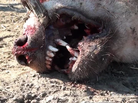 Salyan sakini hücumuna məruz qaldığı canavarı öldürüb - FOTO