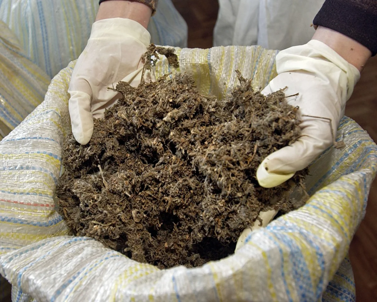 ​В Баку уничтожено более 500 кг наркотических средств