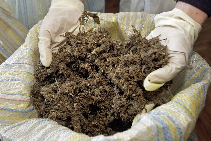 ​Bakıda yarım tondan çox narkotik vasitə məhv edilib