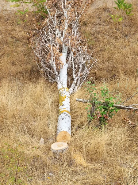 Deputy Minister: Fires committed by Armenians cause serious damage to regional ecosystem