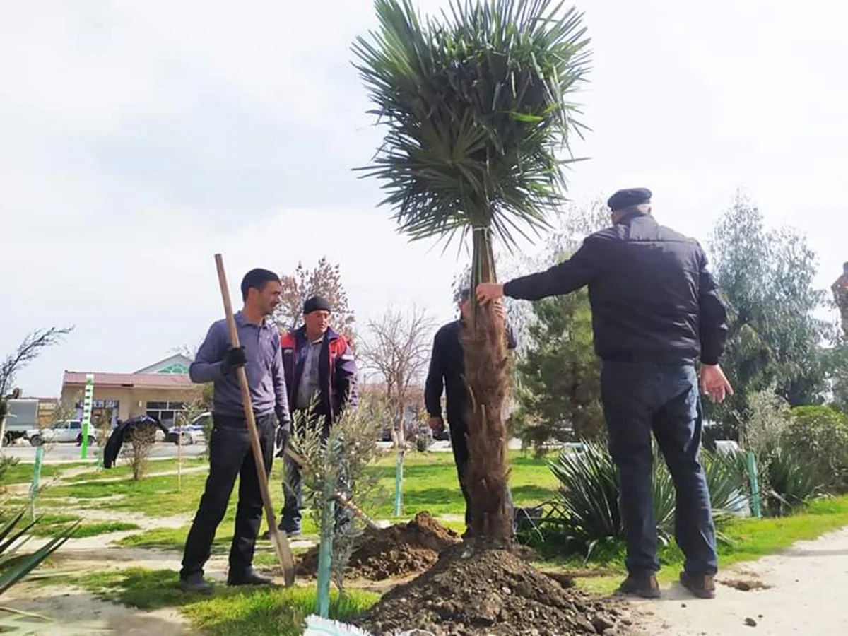 Heydər Əliyevin 100 illik yubileyi ilə bağlı Sabirabadda ağacəkmə aksiyası keçirilir