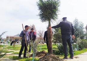 Tree-planting campaign underway in Azerbaijan's Sabirabad within 100th anniversary of Heydar Aliyev's birthday