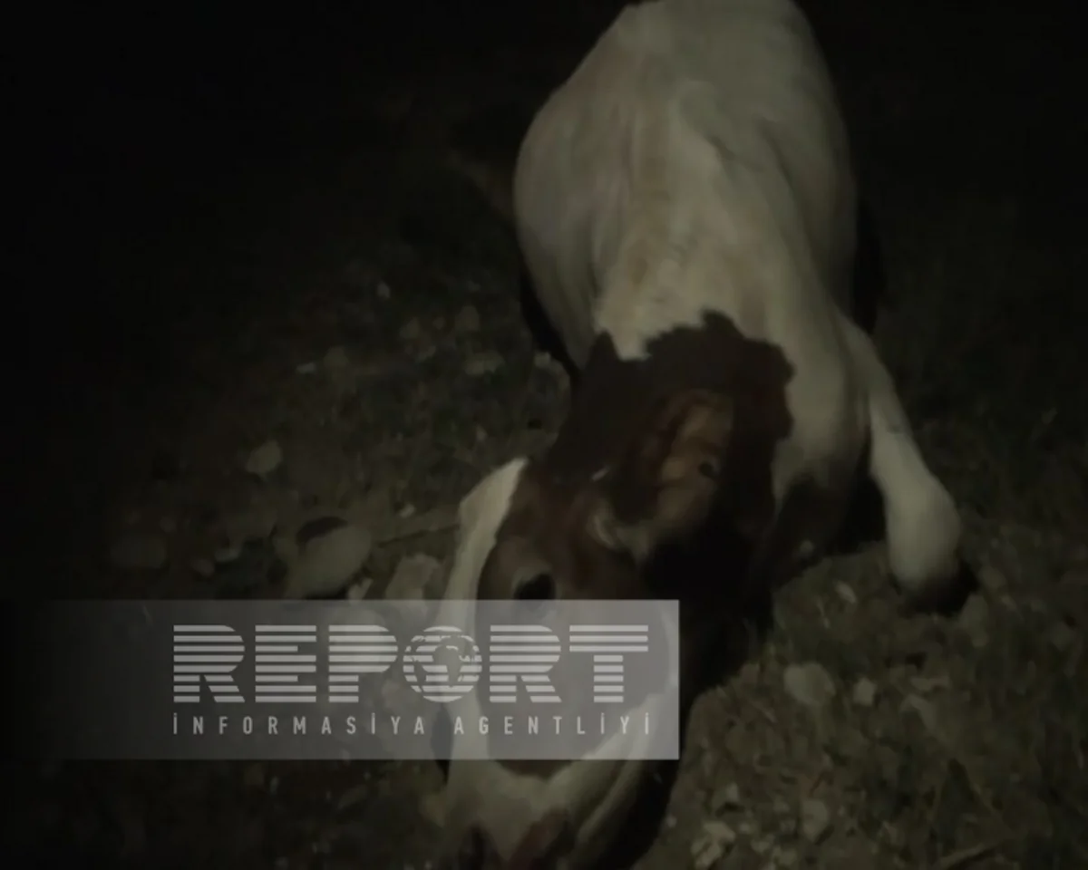 Goranboyda avtomobil mal-qaraya çırpılıb, sərnişin xəsarət alıb