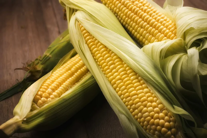 Volume of corn imports to Azerbaijan reaches 20,000 tons in 2021